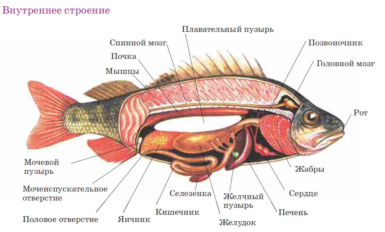Внутреннее строение костной рыбы